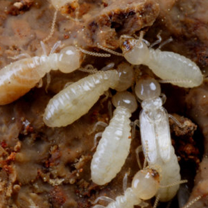 Subterranean Termite Management