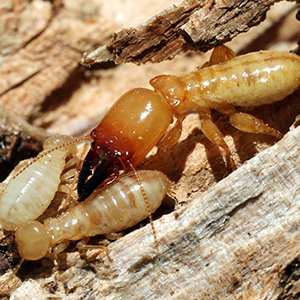 Wood Termite Management