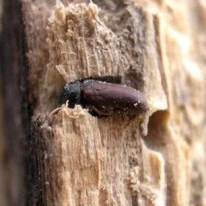 Wood Borer Management