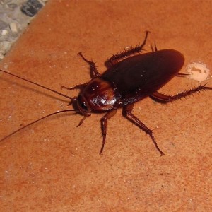 Cockroach Management