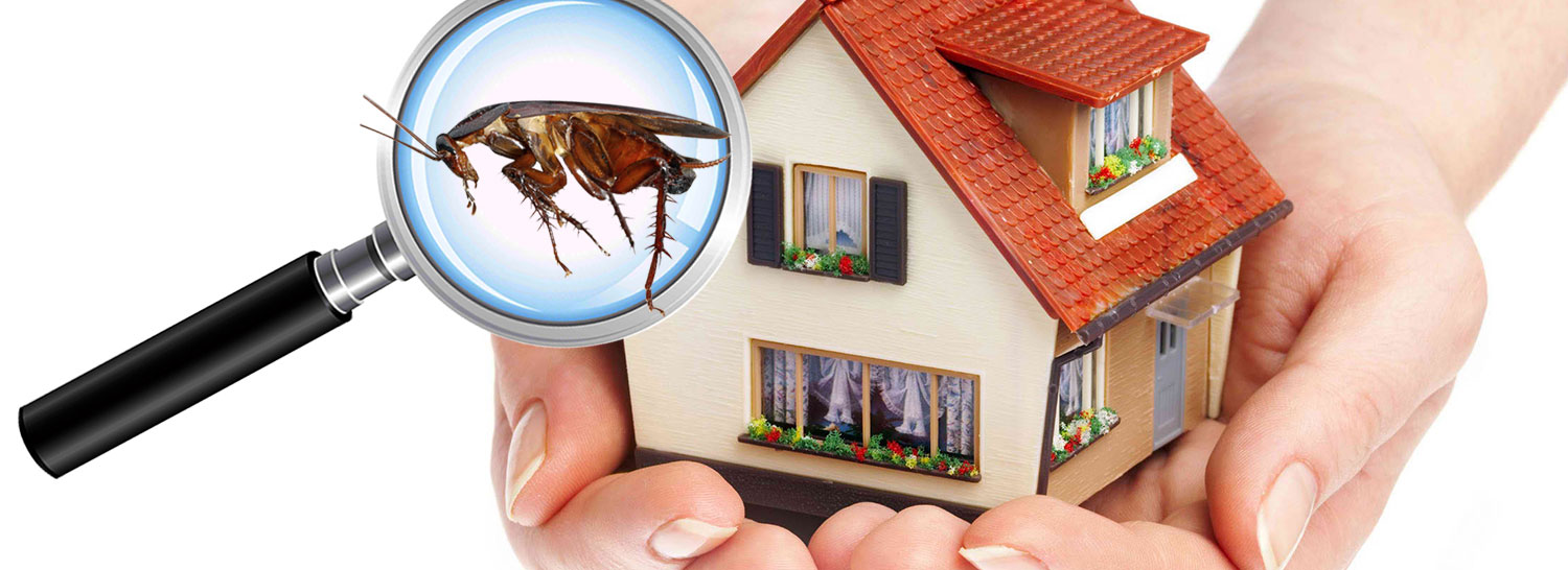 Pest control inspection of a house