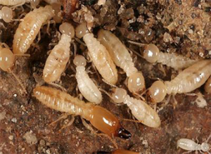 Paramount Pest Consultants in Pune | Termite Control Services in Pune