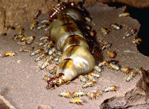 Paramount Pest Consultants in Pune | Termite Control Services in Pune