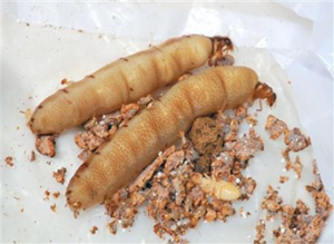 Paramount Pest Consultants in Pune | Termite Control Services in Pune