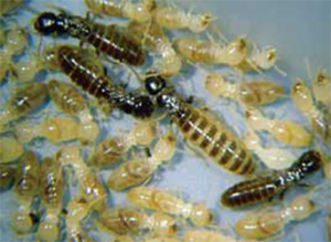 Paramount Pest Consultants in Pune | Termite Control Services in Pune