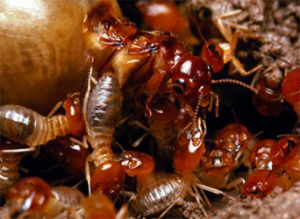 Paramount Pest Consultants in Pune | Termite Control Services in Pune