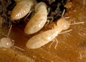 Paramount Pest Consultants in Pune | Termite Control Services in Pune