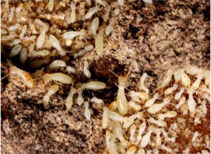 Paramount Pest Consultants in Pune | Termite Control Services in Pune