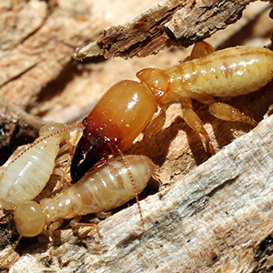 Termite Control Services in Pune