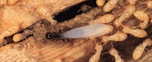 Termite Control Services in Pune